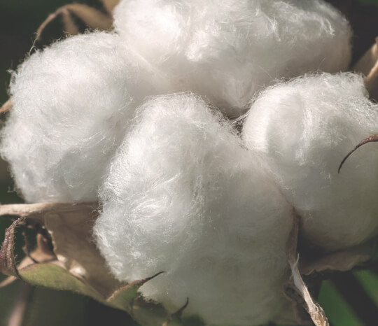 Harvesting cotton
